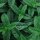 March Duftkerze Lemon Peppermint