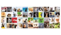 Memory Katzen