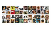 Memory Hunde
