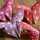Origami "cloud of butterflies kit"